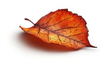 An intricate leaf displays its brilliant autumn colors, capturing nature's artistry photo