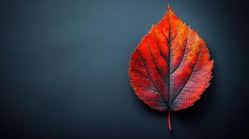 A red leaf rests against a dark background, capturing autumn's essence photo