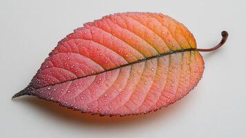 A vibrant autumn leaf with water droplets on its surface photo