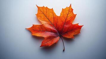 A striking maple leaf in bright orange lays flat against a light background photo