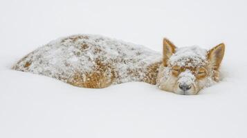 A coyote rests peacefully, covered in soft snowflakes, amidst a tranquil winter landscape photo