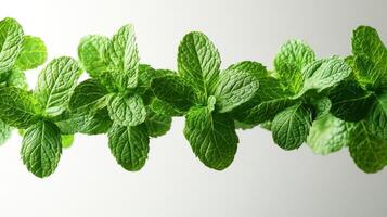 A vibrant display of mint leaves showcases their rich green colors and textures photo