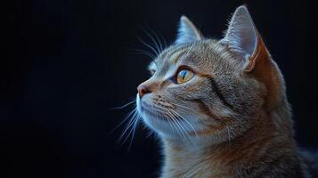 The tabby cat gazes intently, illuminated softly against the dark background photo