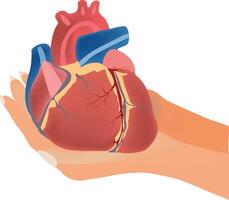 Two hands holding a realistic anatomical heart vector