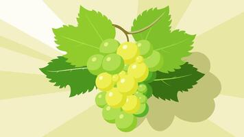 Green Grapes on Green Nature background with Sun rays. Fresh Grapes. Wine grapes Illustration on Nature Background. vector