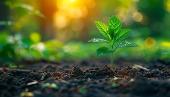 New plant sprout in the warm sunlight of spring A young green plant emerges from rich soil under the gentle glow of spring sunlight, symbolizing new beginnings and growth. photo