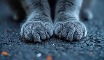 Close-up of a cat's paws on textured surface Soft gray cat's paws rest on a rough surface, showcasing the unique textures and details of its fur and claws. photo