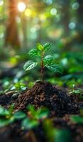 New sapling growth in a lush forest during sunrise A young sapling emerges from rich soil, surrounded by vibrant greenery, illuminated by soft morning sunlight in the forest. photo