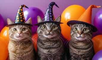Three cats in festive hats with balloons. Three adorable cats wear colorful party hats while sitting among vibrant balloons, creating a cheerful atmosphere of celebration. photo