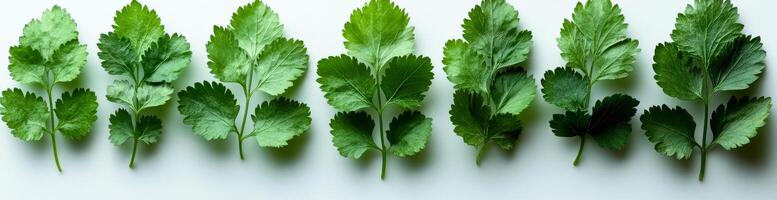 Fresh green cilantro leaves arranged on a surface. Fresh cilantro leaves are displayed side by side on a clean white surface, showcasing their vibrant green colors and texture. photo