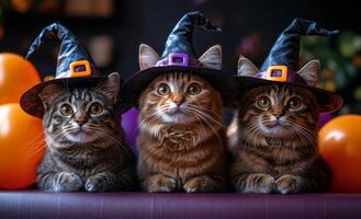 Three cats wearing witch hats in a festive setting. Three adorable cats in witch hats pose together, surrounded by orange balloons, celebrating Halloween with playful charm. photo