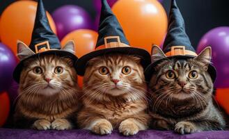 Three cats in witch hats against colorful balloons. Three adorable cats wear witch hats while sitting in front of vibrant purple and orange balloons, creating a festive atmosphere. photo