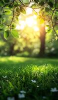 A tree with leaves and a bright sun shining through the leaves. The sun is casting a shadow on the grass photo