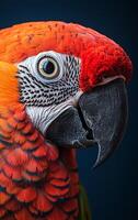 A colorful parrot with a black beak and red feathers. The bird has a curious look on its face photo