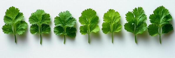 A row of green herbs are lined up on a white background. The herbs are all different sizes and shapes, but they all have a similar green color. Concept of freshness and natural beauty photo
