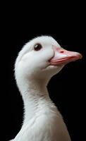 A duck is looking at the camera with its beak open. The duck is white and has a pinkish color on its beak photo