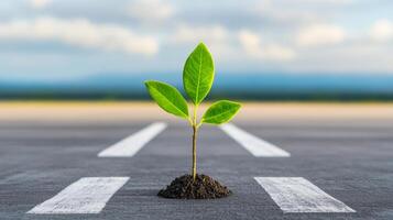 A small green plant is growing in the middle of a road. The road is empty and the sky is cloudy. The plant is surrounded by dirt and the road is marked with white lines photo
