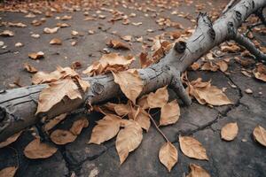 fallen tree branch with dry leaves photo