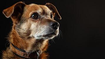 A dog with a collar on a black background photo