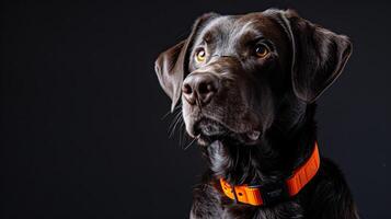 A black dog wearing an orange collar photo
