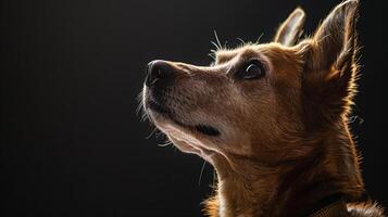 A dog looking up at the sky in the dark photo