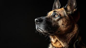 A german shepherd dog is looking up at something photo