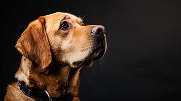 A dog is looking up at something photo