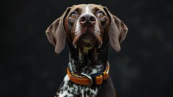 A dog with a collar on a black background photo