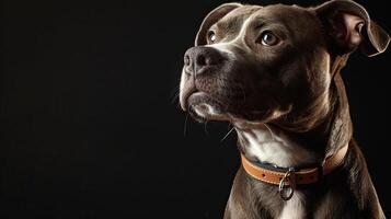 A close up of a dog with a collar photo