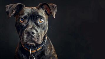 A black dog with a collar on a black background photo
