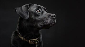 Black labrador dog portrait photo