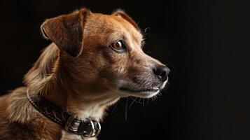 A dog with a collar on a black background photo