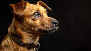 A brown dog with a collar looking up photo