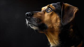 A dog is looking up at something photo