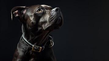 A black dog with a collar on a black background photo