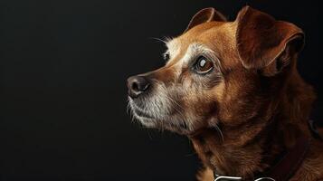 A brown dog with a collar looking up photo
