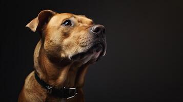 A brown dog with a collar looking up photo