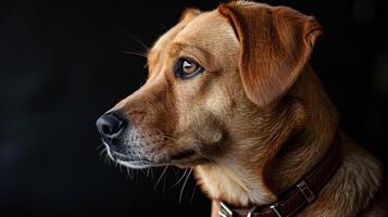 A dog with a collar on a black background photo