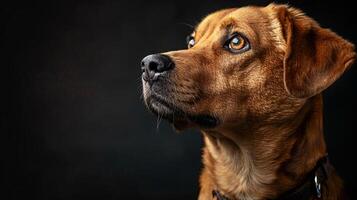 A brown dog is looking up at something photo