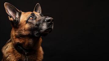 A german shepherd dog looking up at something photo