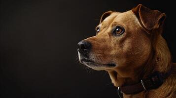 A brown dog with a collar on a black background photo