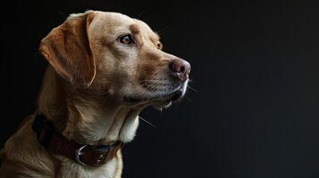 A dog is looking up at something photo