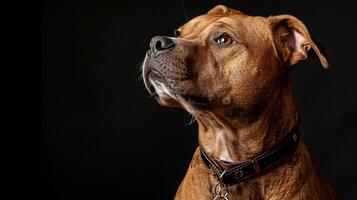 A dog with a collar on a black background photo
