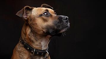 A dog with a collar looking up at the sky photo