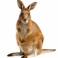 A kangaroo is sitting on its hind legs photo