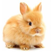A small orange rabbit is sitting on a white background photo
