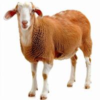 A sheep standing on a white background photo