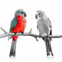 Two parrots sitting on a branch photo