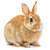 A brown rabbit is sitting on a white background photo