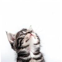 A kitten looking up on a white background photo